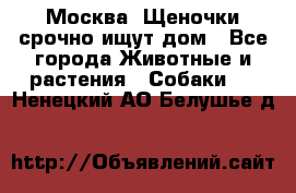 Москва! Щеночки срочно ищут дом - Все города Животные и растения » Собаки   . Ненецкий АО,Белушье д.